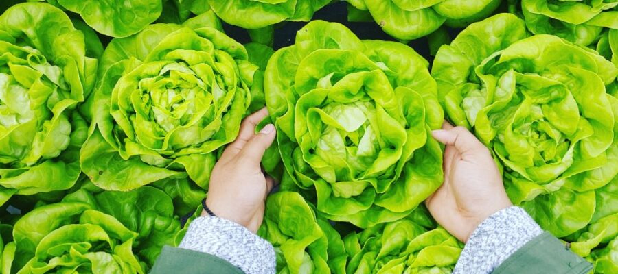 calorii salată verde