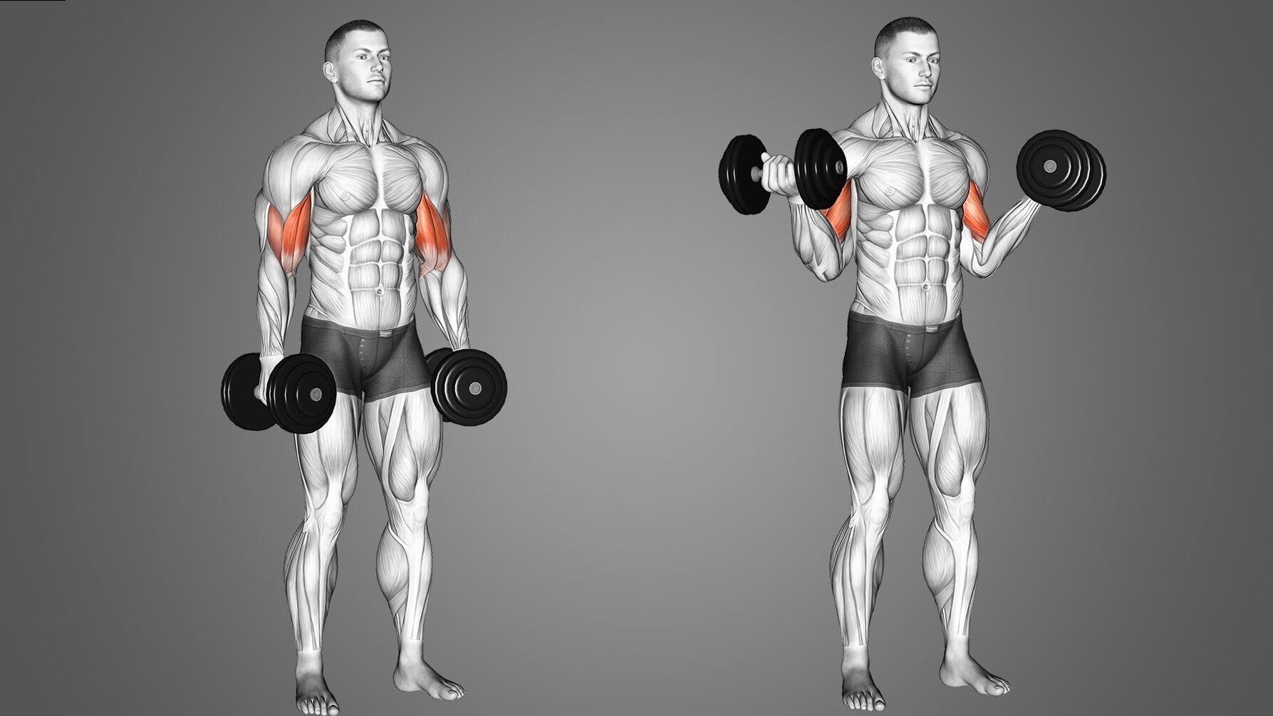 Curl Hammer Heddles: Bodybuilding | What is the curl hammer?