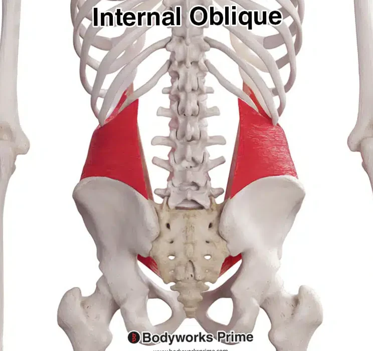 The internal oblique muscles of the abdomen