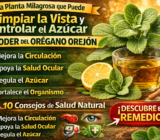 “La Planta Milagrosa que Limpia la Vista y Apoya el Control del Azúcar: El Poder del Orégano Orejón”