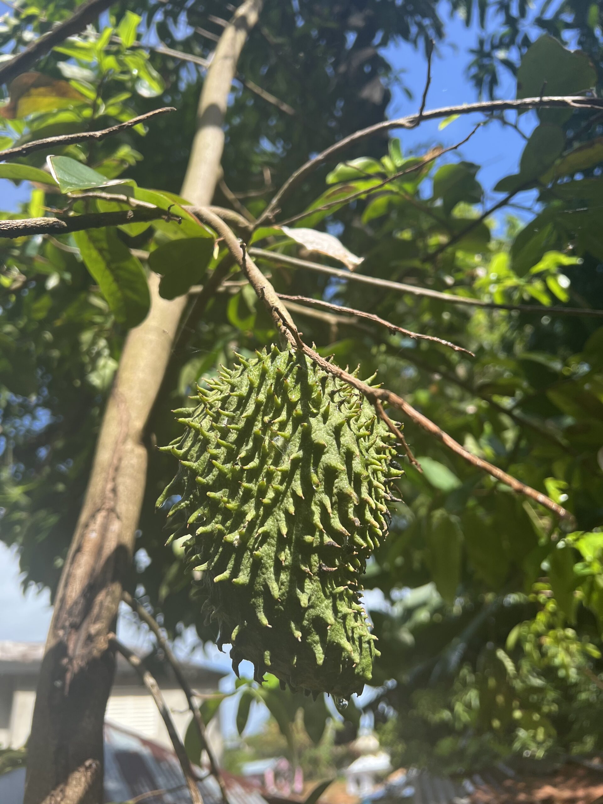 El remedio natural de 3 ingredientes que está sorprendiendo a muchas personas: apoya la diabetes, la cándida, la circulación y los dolores”