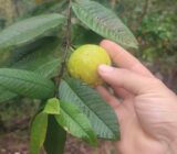 Remedio Casero de Apoyo para Diabetes, Presión Alta, Circulación, Hígado Graso y Colesterol