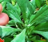 “La Bebida Natural que Puede Despertar el Deseo Dormido: Energía y Libido para Hombres y Mujeres”