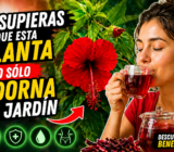“El Secreto Rojo que Puede Transformar Tu Salud: Descubre el Poder Oculto de la Flor de Cayena”