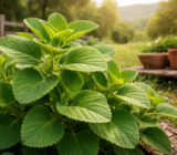 El secreto natural que está ayudando a miles a fortalecer su salud… ¡y lo tienes en tu cocina