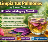 🌿✨ “Limpia tus pulmones de forma natural: el poder oculto del maguey morado” ✨🌿
