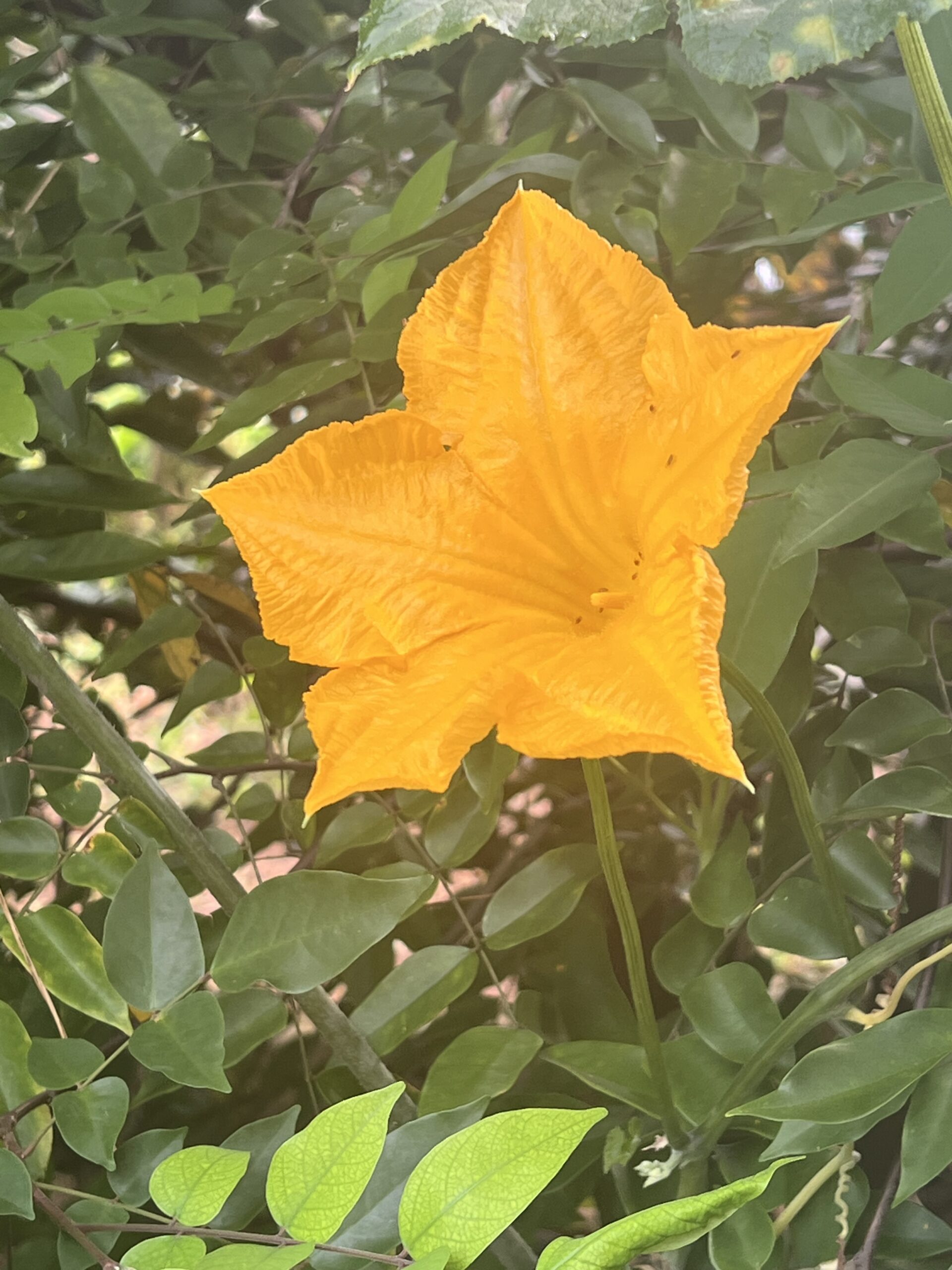 “El Secreto Natural que Está Ayudando a Limpiar la Sangre, Proteger tus Riñones y Combatir el Hígado Graso”