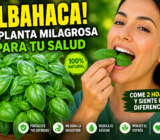 LA ALBAHACA VERDE! EL REMEDIO NATURAL QUE MUCHOS TIENEN EN CASA Y NO SABEN EL PODER QUE ESCONDE