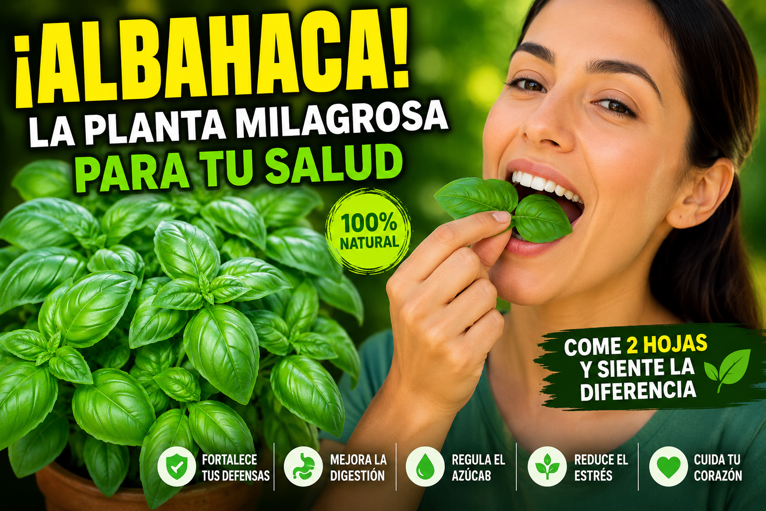 LA ALBAHACA VERDE! EL REMEDIO NATURAL QUE MUCHOS TIENEN EN CASA Y NO SABEN EL PODER QUE ESCONDE