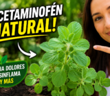 La planta que parece acetaminofén natural! Descubre el poder oculto del falso boldo